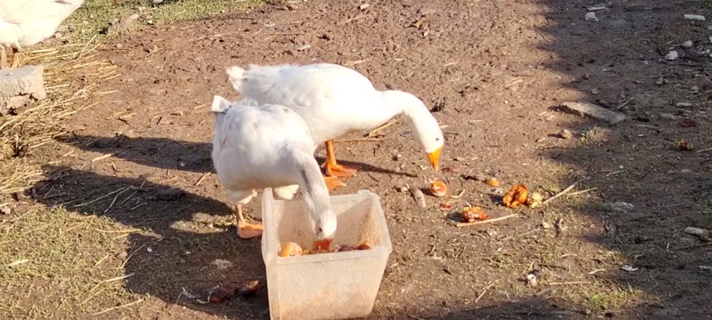 Продаю Гуси линда