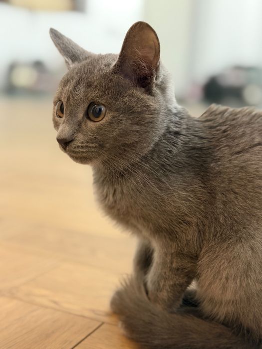Отдам котенка в добрые руки