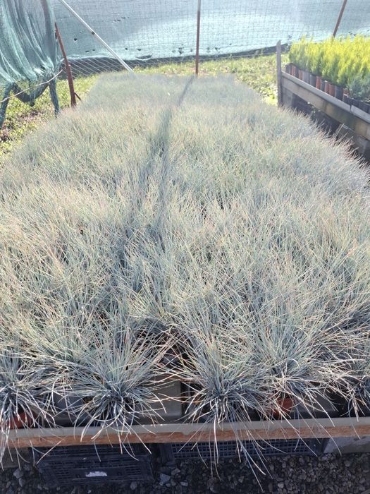 Producator vand iarba albastra si diferite plante ornamentale