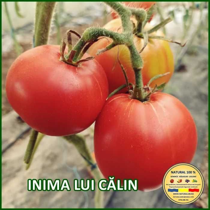 Rasaduri TRADITIONALE de legume