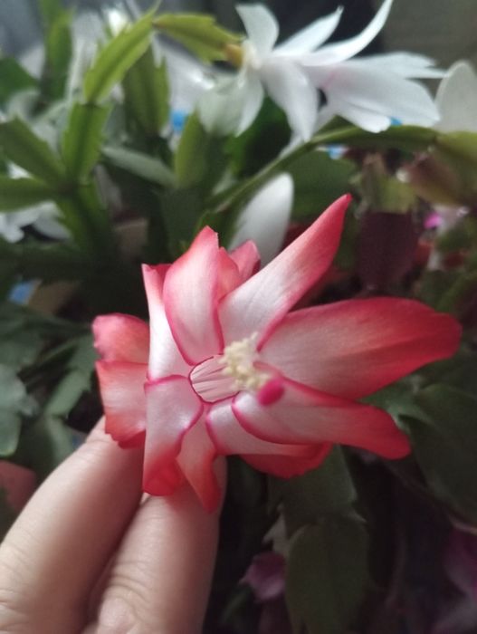 Продам декабристы шесть разных сортов