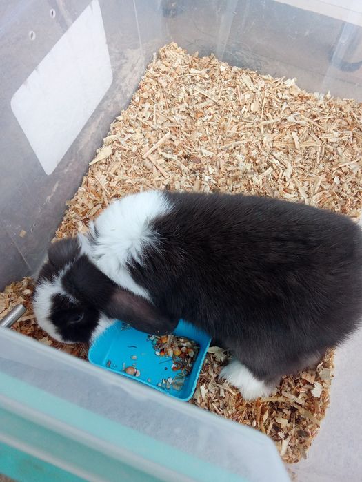 Продаётся карликовый кролик