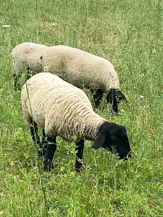 Vand mielute suffolk si o oaie de 3 miei