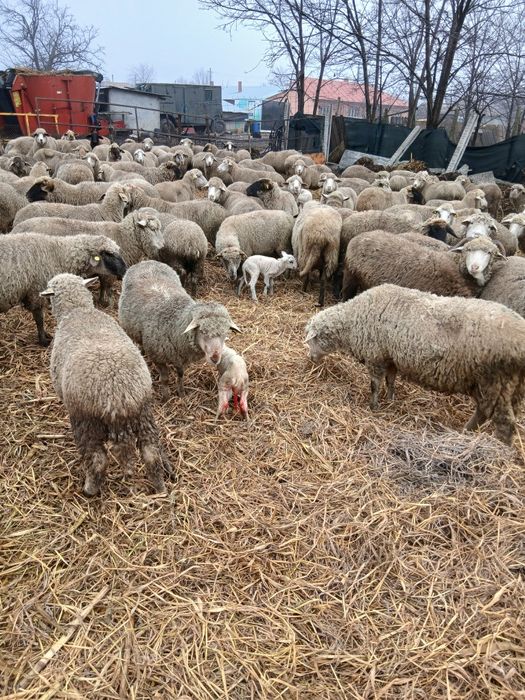 Vând 120 de oi gestante și fătate .