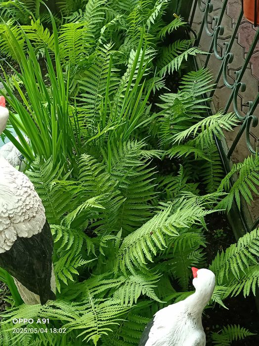 Садовые растения