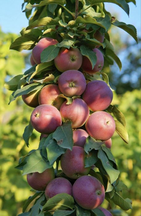 Pomi columnarie varietate larga