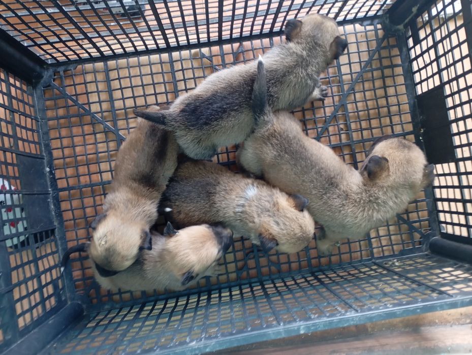 Donez cățeluș talie mică/medie