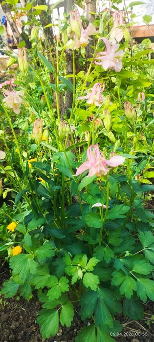 Флоксы и Аквилегия