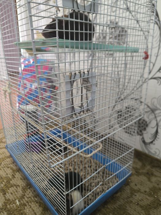 Продам 3 домашней крысы