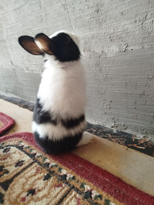 Карлик куёнчалар