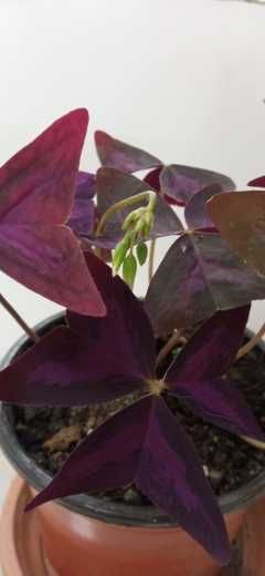 продам кислицу фиолетовую