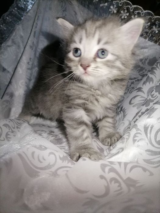 Шиншилла 1 ярим ойлик мушукчалар. Аклли. Смес ичадилар. Лотокка чикади