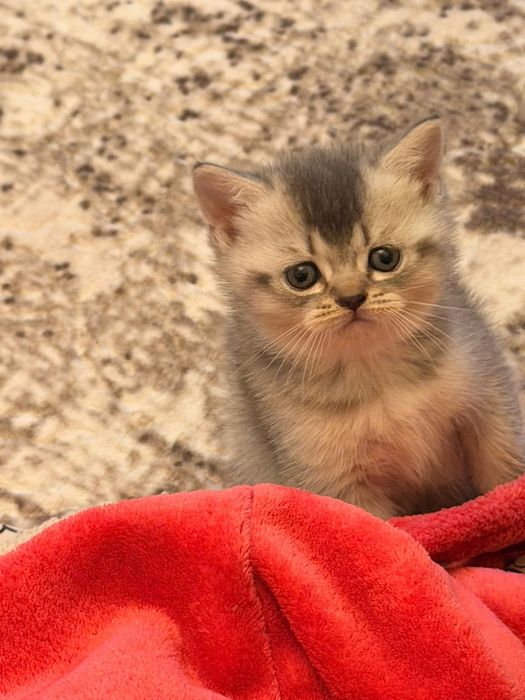 Британски късокосместа и шотландски клепоухи