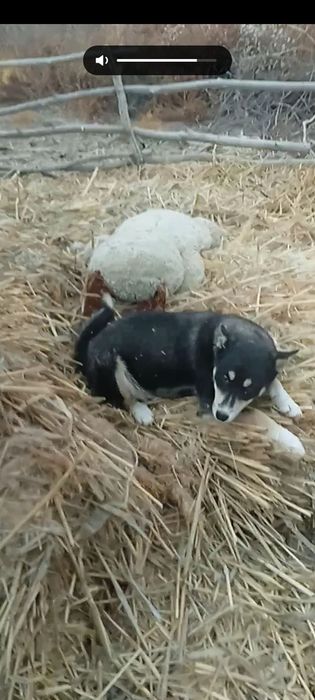 Лайка 3 айлық ұрғашы