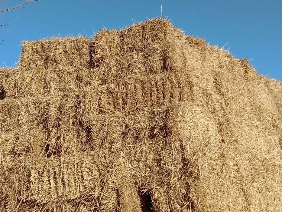 Sholi somon pres sotiladi