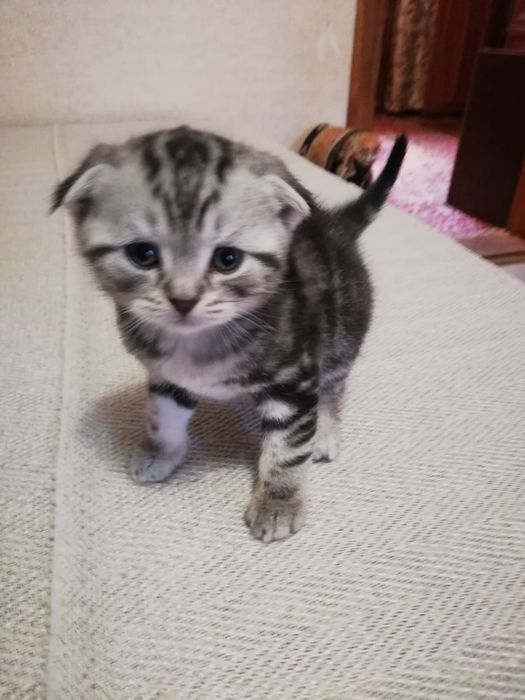 Продам Шотланских вислаушки ,Скоттиш  фолд !