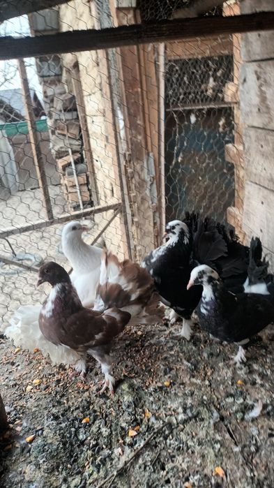 Porumbei kingi și rotati