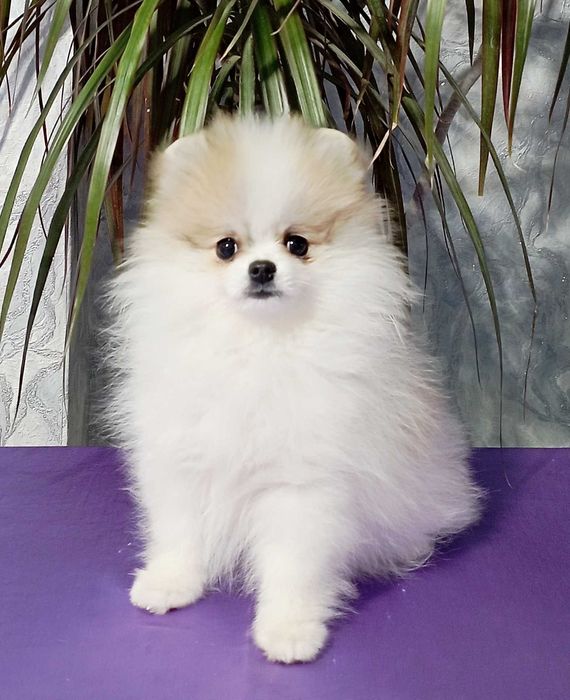 Щенки Шпиц Миниатьрный с документами .