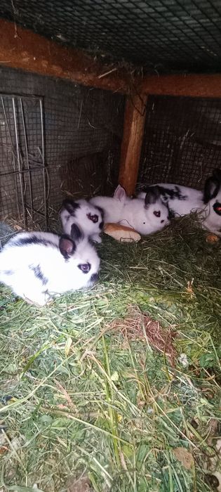 Iepuri pui o lună mini cap de leu pitic