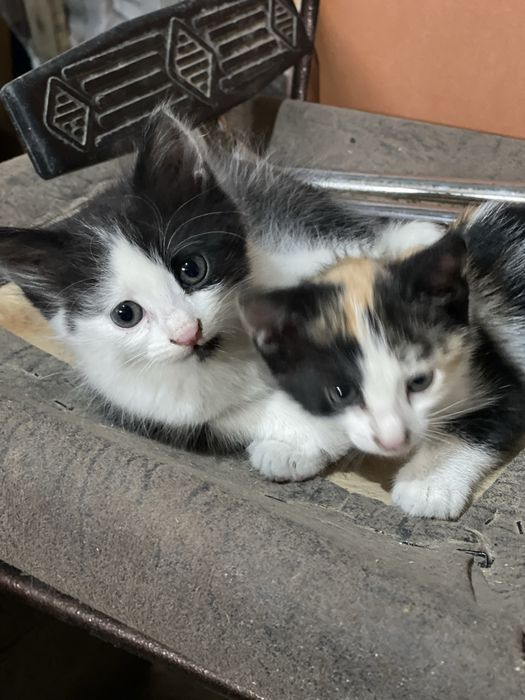 Котята в добрые руки бесплатно