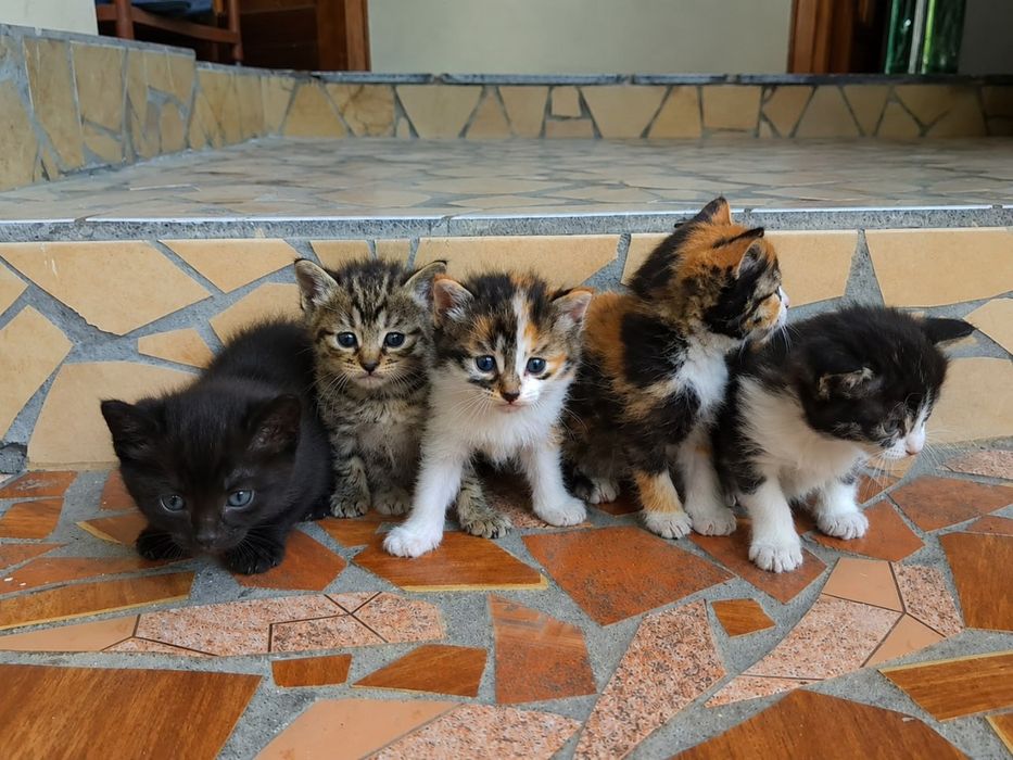 Красивейшие котята бесплатно абсолютно здоровые и очень игривые
