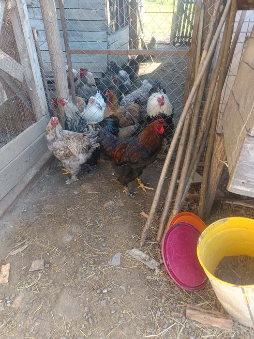 gaini brahma Cocosi brahma ,Oua din gainile din poze brahma ,motate ,paduana strumsky batan