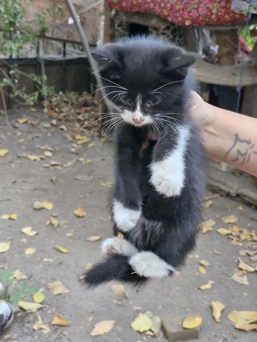 котят бесплатно в добрые руски