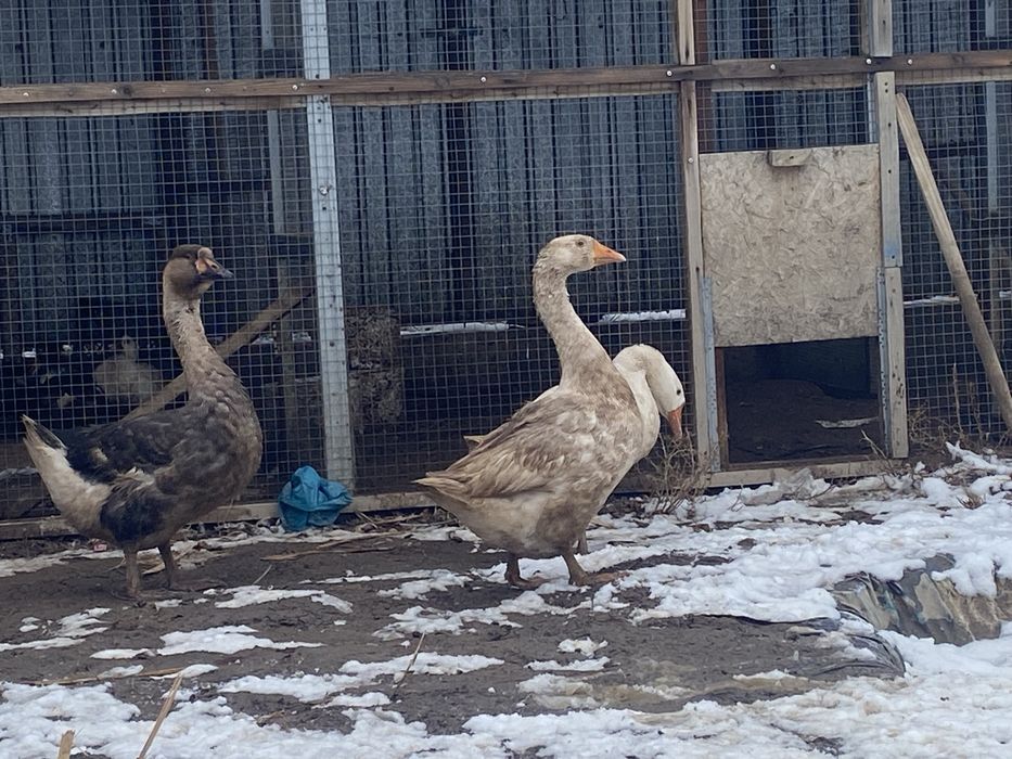 Срочно продаю гусей!!