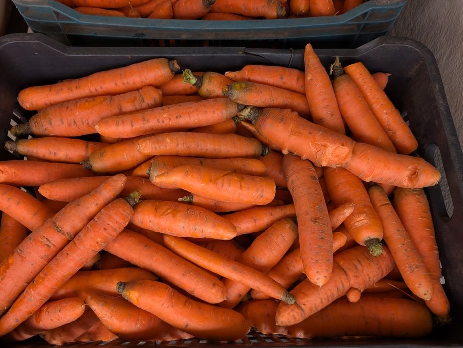 Vand morcovi cu ridicata