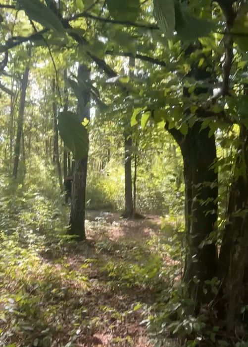 1919 mp teren extravilan -pădure- Găvana Pitești