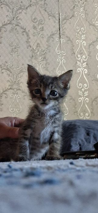 Котенок в добрые руки