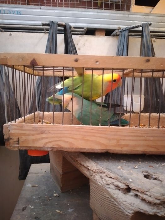 Продаёться  попугай