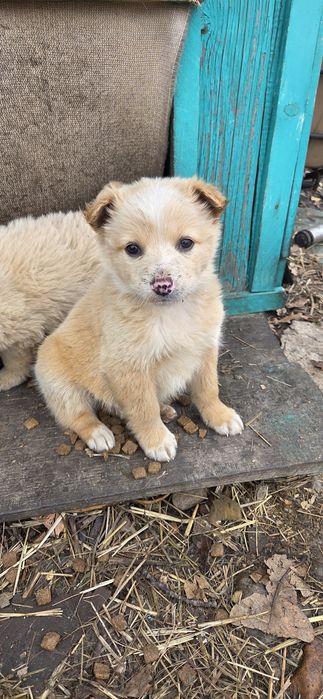 Пристраиваются малыши