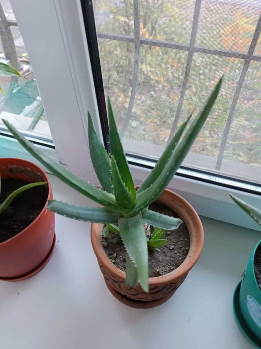 Алоэ вера продам