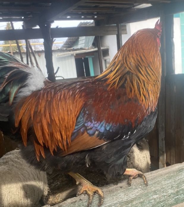 Продам петушкош Брам!