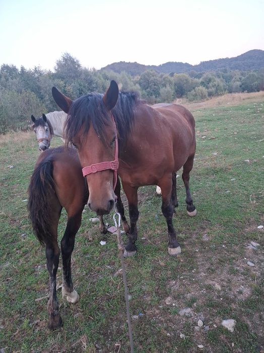 Iapa de vanzare+manz