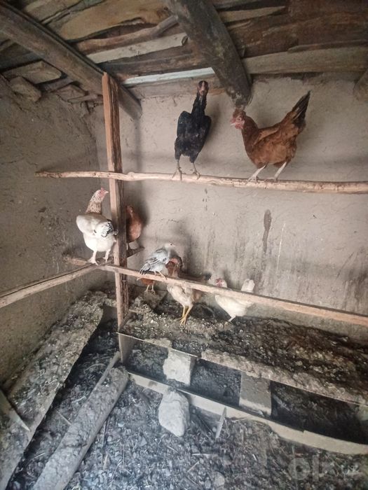 Sotiladi 150mingdan dona 25ta  ichida 6ta jo'jalar bor