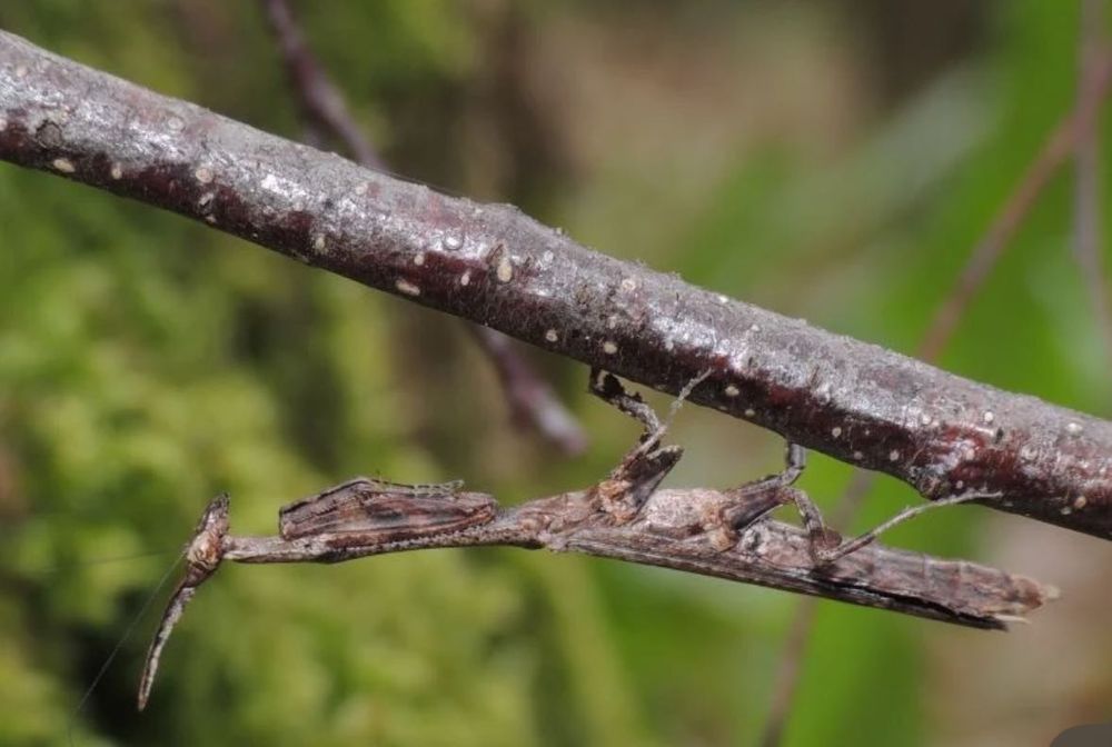 Богомол Phyllothelys breve