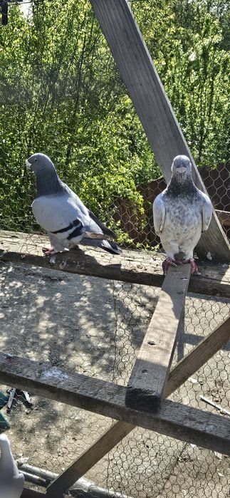 Porumbei voiajori standard