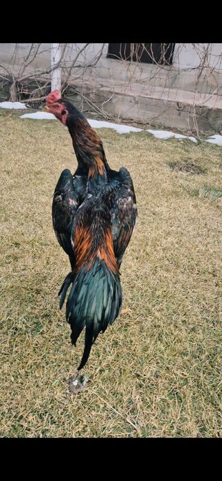 Продам хорошего бойца