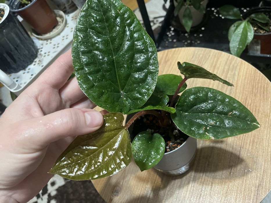 Антуриумы разных видов