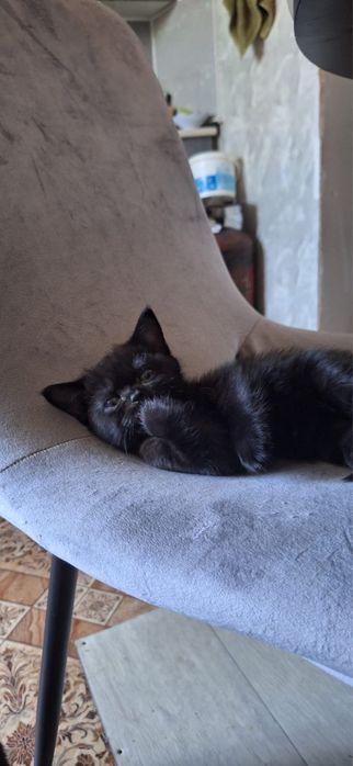 Котята британцы чистокровные