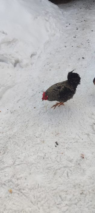 Продам петухов 8 месячные