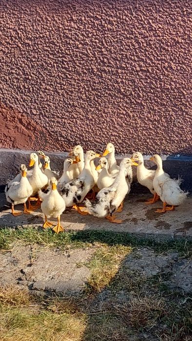 Rațe boboci de vanzare
