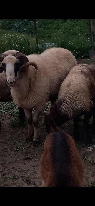Vand 4 oi ,berbeac,si doua mielee