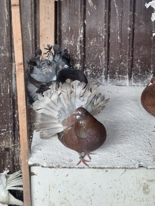 Porumbei rotați/curcani