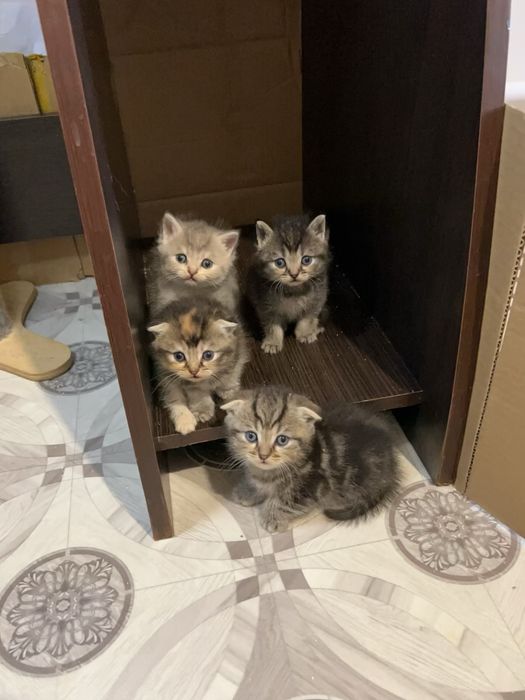 Бронь шотланских котят