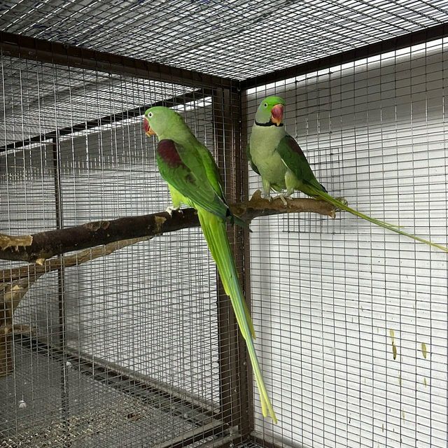 Kakadu .Ara.Jaku.Blagarodini.Aratinka Aleksandir