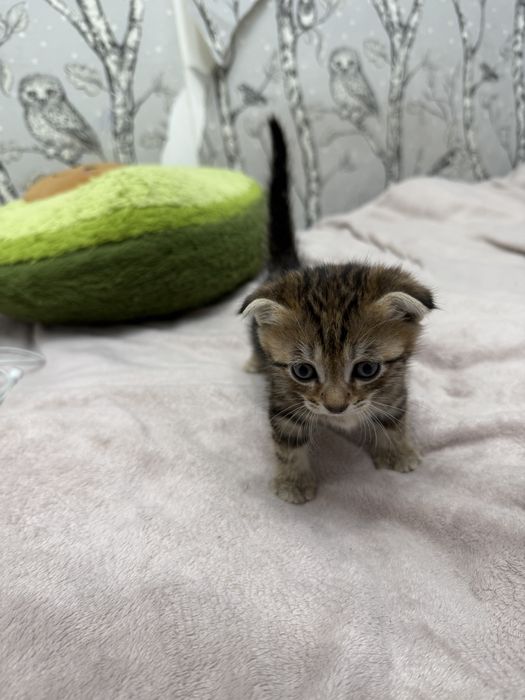 веслоухий котенок