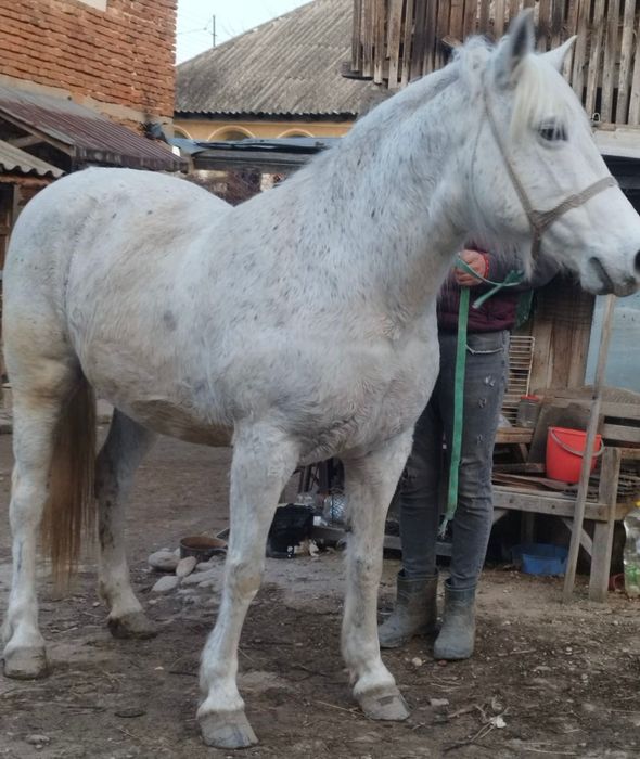 Vând iapă cu pașaport